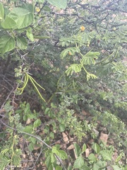 Vachellia tortuosa
