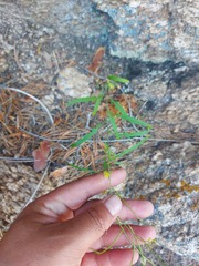 Sisymbrium heteromallum