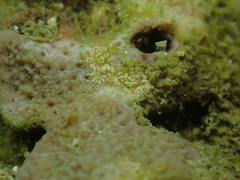 Phestilla subodiosa