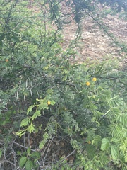 Vachellia tortuosa
