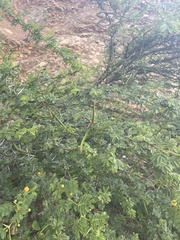Vachellia tortuosa