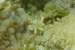 Phestilla subodiosa