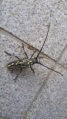 Batocera lineolata