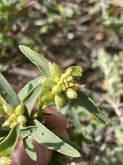 Pimelea microcephala