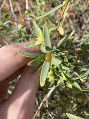 Pimelea microcephala