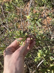 Pimelea microcephala