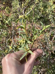 Pimelea microcephala
