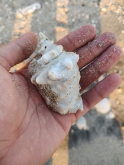 Persististrombus granulatus