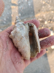 Persististrombus granulatus