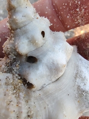 Persististrombus granulatus