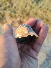 Trachycardium procerum