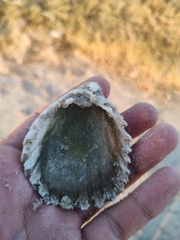 Trachycardium procerum