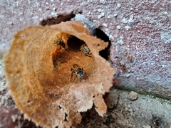 Lepidotrigona terminata