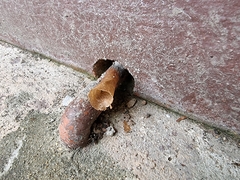 Lepidotrigona terminata