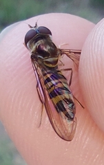 Episyrphus glaber
