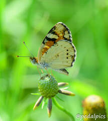 Phyciodes picta