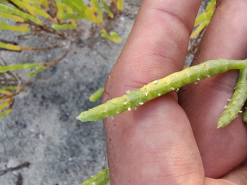 Image of Salicornia bigelovii by (c) Abraham Sánchez Romero, some rights reserved (CC BY)