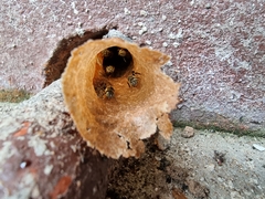 Lepidotrigona terminata