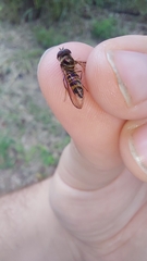 Episyrphus glaber
