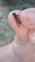 Episyrphus glaber