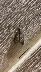 Brachynemurus nebulosus