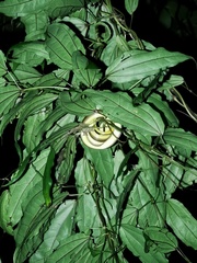 Liopeltis frenata