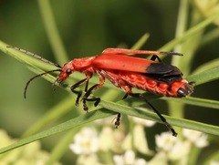 Chauliognathus lecontei