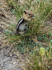 Callospermophilus lateralis chrysodeirus
