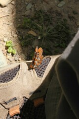 Euphydryas gillettii