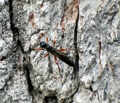 Xoridinae