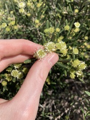 Grevillea argyrophylla