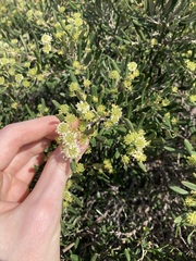 Grevillea argyrophylla