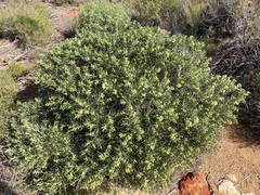 Grevillea argyrophylla