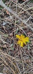 Hypochaeris sessiliflora