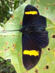 Esthemopsis pherephatte