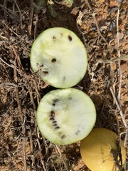 Citrullus amarus