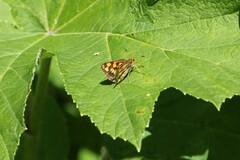 Carterocephalus skada