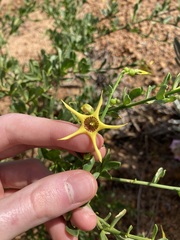 Anthocercis ilicifolia
