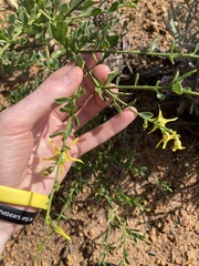 Anthocercis ilicifolia