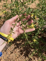 Anthocercis ilicifolia