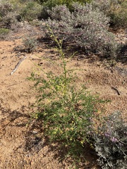 Anthocercis ilicifolia