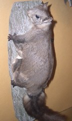 Palawan Flying Squirrel photo 2