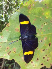 Esthemopsis pherephatte