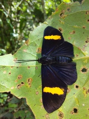 Esthemopsis pherephatte