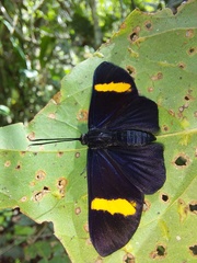 Esthemopsis pherephatte