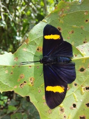 Esthemopsis pherephatte