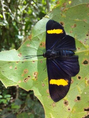 Esthemopsis pherephatte