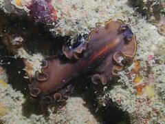 Pseudobiceros splendidus