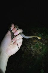 Liopeltis frenata