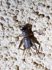 Gryllus lightfooti